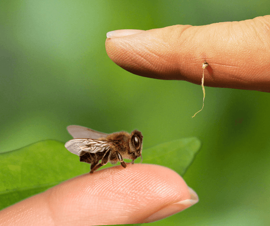 Découvrez le secret du venin d’abeille : anti-inflammatoire et revitalisant !