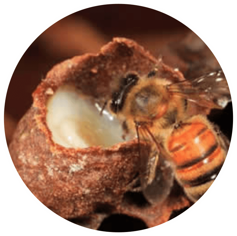 Abeille ouvrière collectant de la gelée royale dans une cellule naturelle, riche en nutriments essentiels.