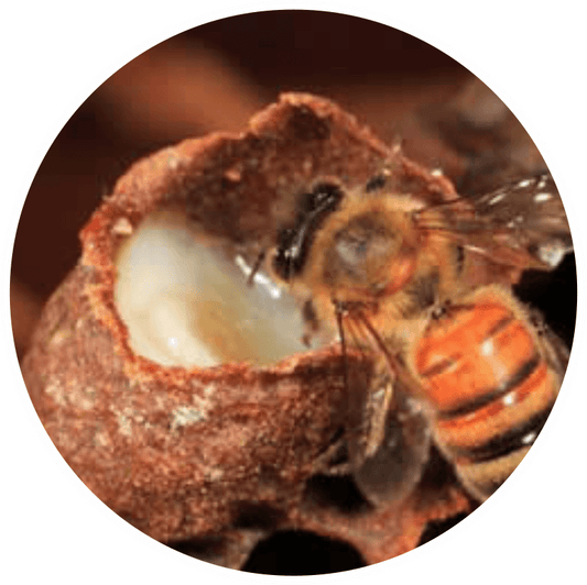 Abeille ouvrière collectant de la gelée royale dans une cellule naturelle, riche en nutriments essentiels.